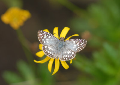 Common Checkered Skipper