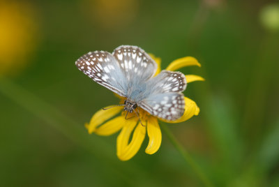 Checkered Skipper (Pyrgus communis)