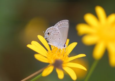 Columella Hairstreak (Strymon columella)