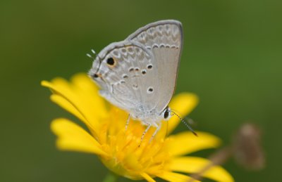 Columella Hairstreak