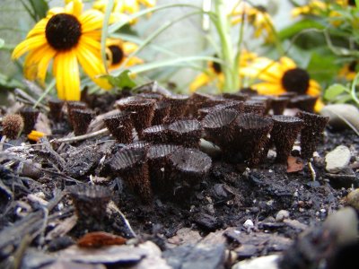 brown_cone_mushrooms1.JPG