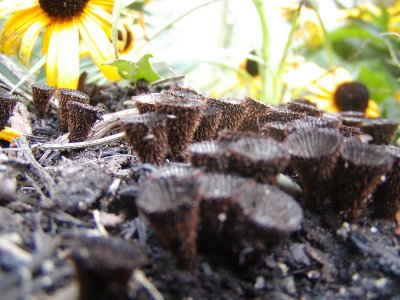 brown_cone_mushrooms2.JPG