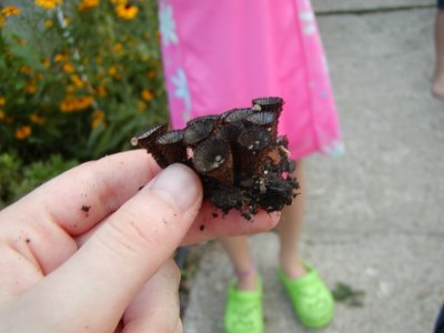 brown_cone_mushrooms3.JPG