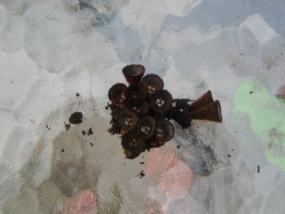 brown_cone_mushrooms4.JPG