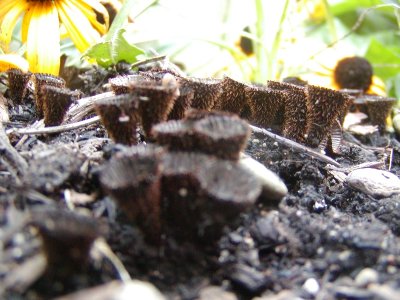 brown_cone_mushrooms5.JPG