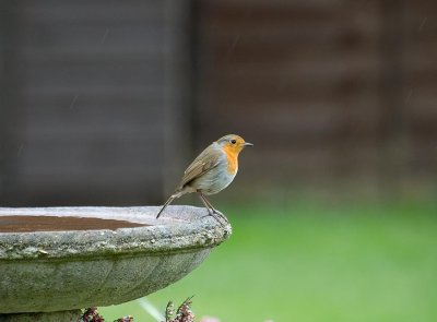 Bob Bob Bobbing Along