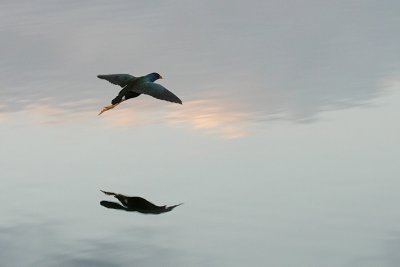 Purple Gallinule