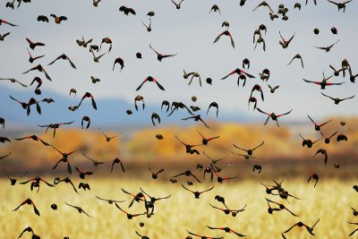 Red-winged Blackbirds