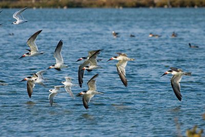 Black Skimmers and Forster's Terns