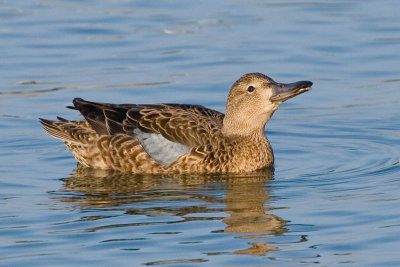 Blue-winged Teal