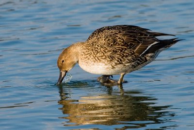 Northern Pintail