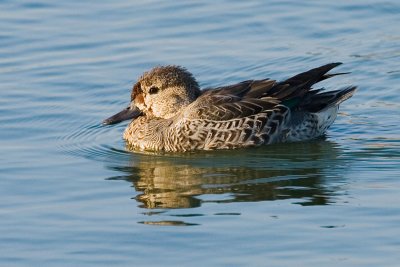 Green-winged Teal