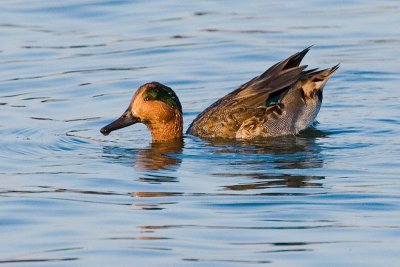 Green-winged Teal