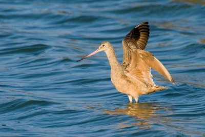 Marbled Godwit