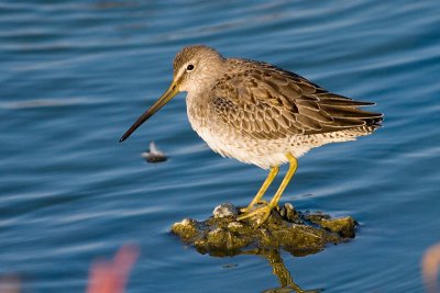 Long-billed Dowitcher