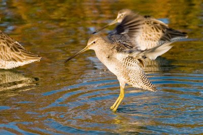 Long-billed Dowitcher