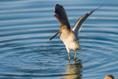 Long-billed Dowitcher