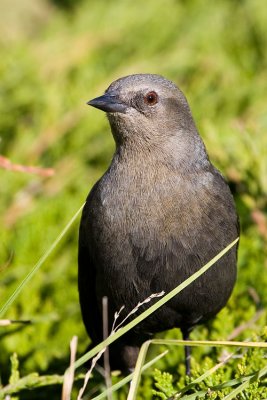 Brewer's Blackbird, female