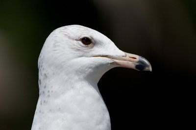 Ring-billed Gull