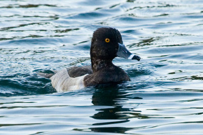 Ring-necked Duck