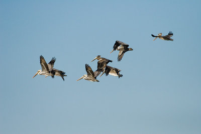 Brown Pelicans