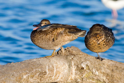 Blue-winged Teal