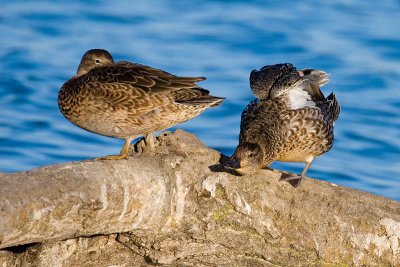 Green-winged Teal