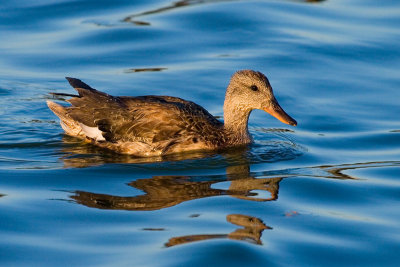 Gadwall