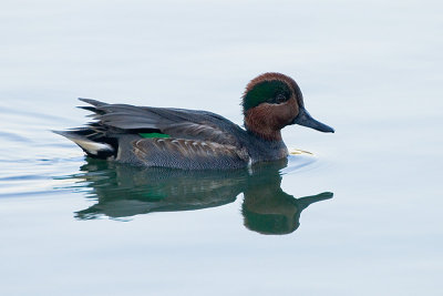 Green-winged Teal