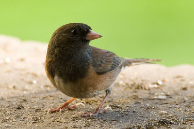 Dark-eyed Junco