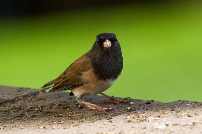 Dark-eyed Junco