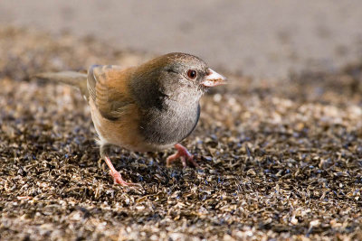 Dark-eyed Junco