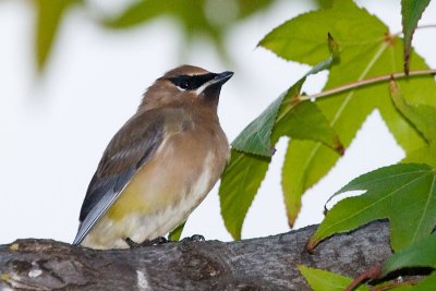 Cedar Waxwing