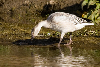 Snow Goose drinking