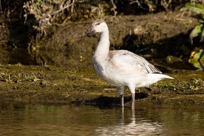 Snow Goose