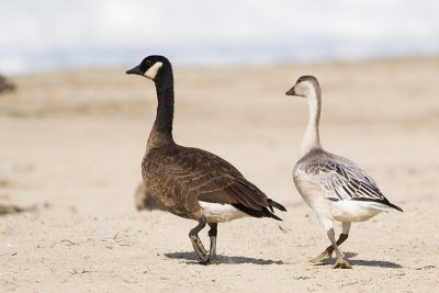 Snow Goose and Dusky Canada Goose