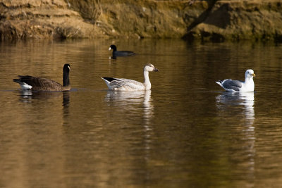 Dusky Canada Goose, Snow Goose, and Western Gull