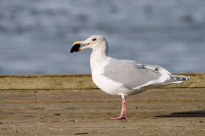Hybrid Glaucous-Winged Gull x Western Gull with clam