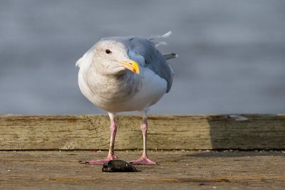 Hybrid Glaucous-Winged Gull x Western Gull  with clam