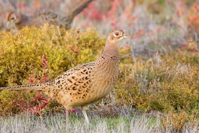 Ring-necked Pheasant