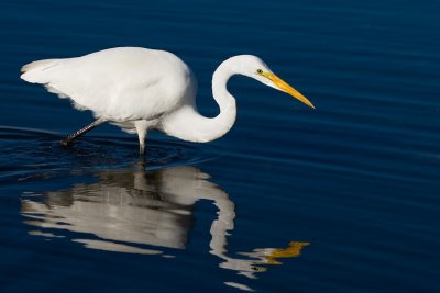 Great Egret