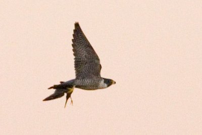 Peregrine Falcon with shorebird
