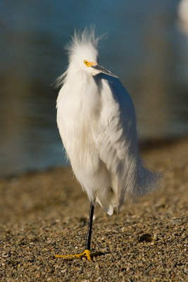 Snowy Egret