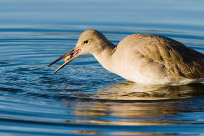 Willet with clam