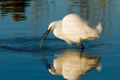 Snowy Egret with worm