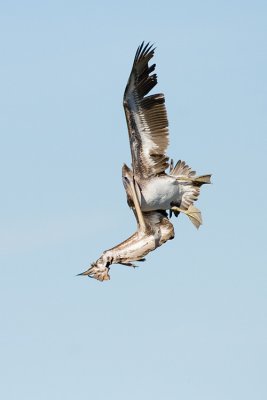 Brown Pelican