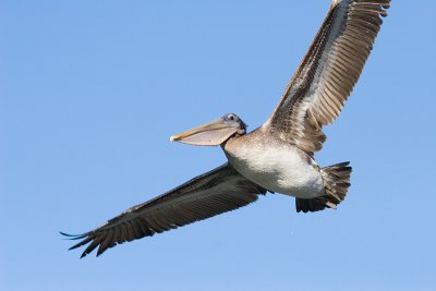 Brown Pelican