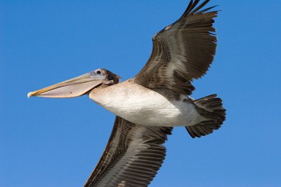 Brown Pelican