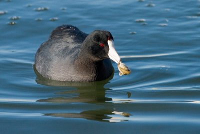 American Coot with clam