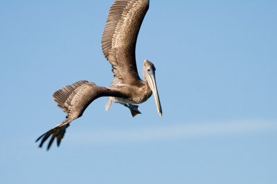 Brown Pelican